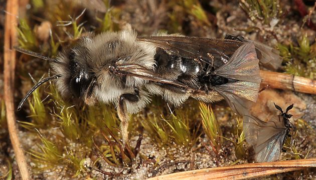 Andrena vaga, W + Stylops ater / melittae, MM