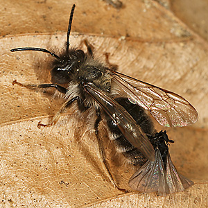 Andrena vaga, M + Stylops ater / melittae, M