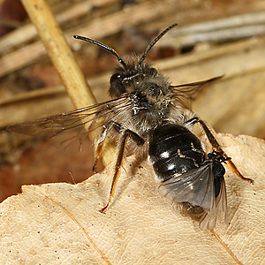 Andrena vaga, M + Stylops ater / melittae, M