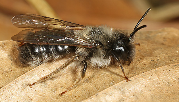 Andrena vaga, M + Stylops melittae, M