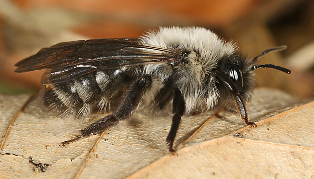 Andrena vaga, W + Stylops melittae, M