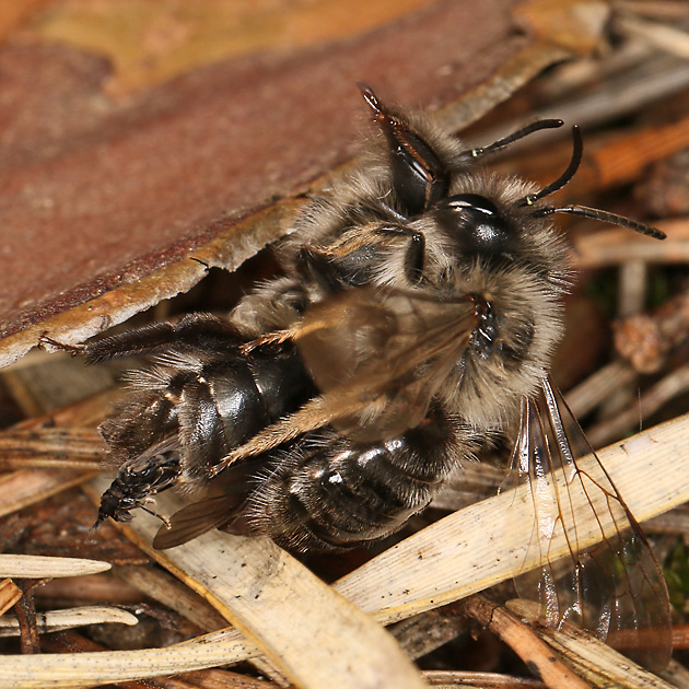 Andrena vaga, M + Stylops ater / melittae, M