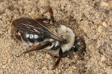 Andrena vaga, W + Stylops ater / melittae, W