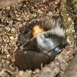 Stylops ater / melittae, W in Andrena vaga, W