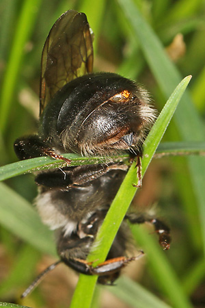 Andrena vaga, W + Stylops ater / melittae, W