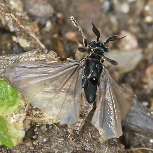 Stylops ater / melittae, M