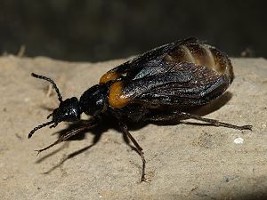 Pelzbienen-Ölkäfer Sitaris muralis Pelzbienen-Ölkäfer Sitaris muralis