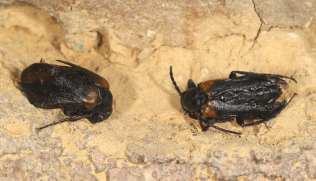 Sitaris muralis, W Sitaris muralis, W