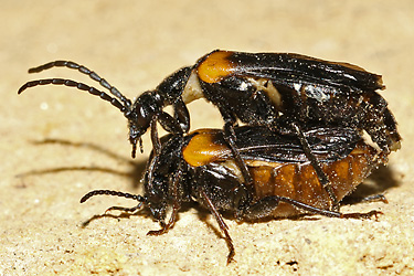 Sitaris muralis Sitaris muralis
