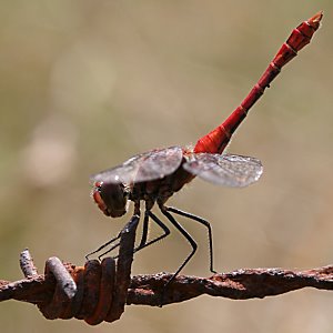 Sympetrum sanguinieum, M