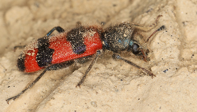 Trichodes apiarius