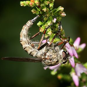 Tolmerus atricapillus