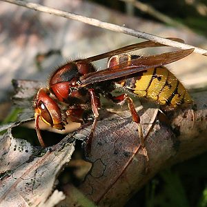 Vespa crabro