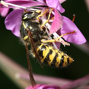 Vespula germanica