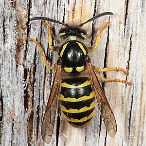 Vespula vulgaris