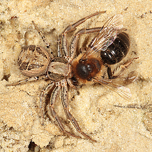 Xysticus cristatus mit Andrena barbilabris