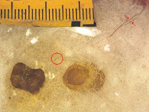 Temperaturf&uuml;hler neben der Wabe