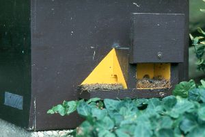 Hummelnistkasten mit "Dreht&uuml;r"