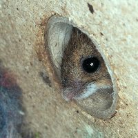 Waldmaus im Schwegler-Hummelkasten
