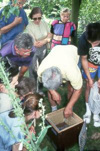 Ein Hummelkasten wird ge&ouml;ffnet ...