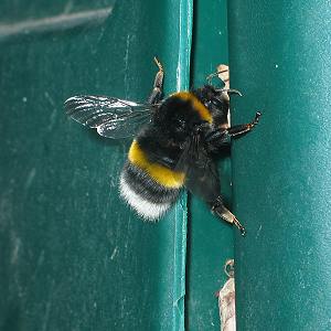 Jungk&ouml;nigin an der Kompostkiste