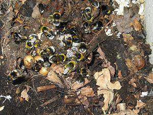 Am Morgen danach ...