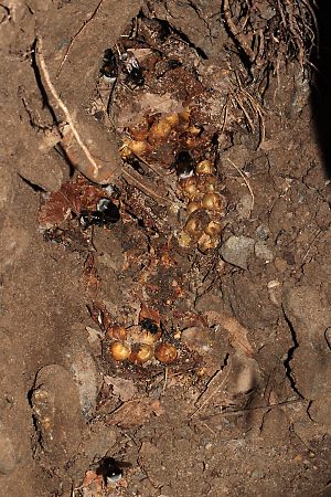 Er&ouml;ffnung des Erdhummel-Nests von der Seite