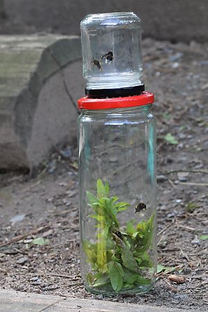 Zwei Gl&auml;ser f&uuml;r Fang und Transport