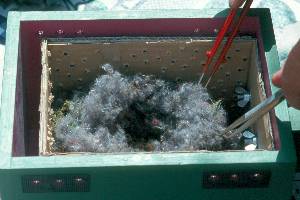 Nestkontrolle mit Pinzetten