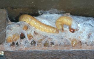 Eingesponnene Wachsmotten