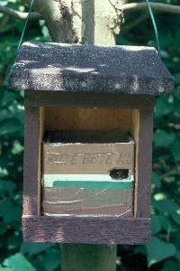 Das Hummelnest befindet sich in einem passenden Karton