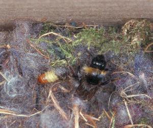 Wiesenhummel-Arbeiterin &uuml;ber dem Nest