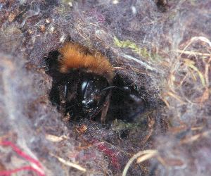 Die Baumhummel-K&ouml;nigin kommt ...