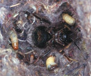 Die K&ouml;nigin abwehrbereit auf dem R&uuml;cken