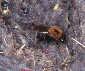 Die K&ouml;nigin verl&auml;&szlig;t das Nest