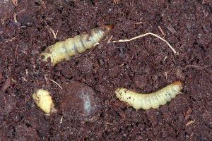 Wachsmotten-Raupen im Nestsubstrat