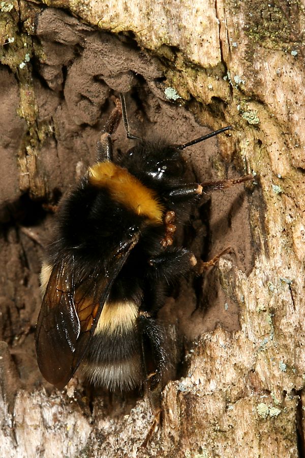 Vermutlich Helle Erdhummel (Bombus lucorum), mit Milben