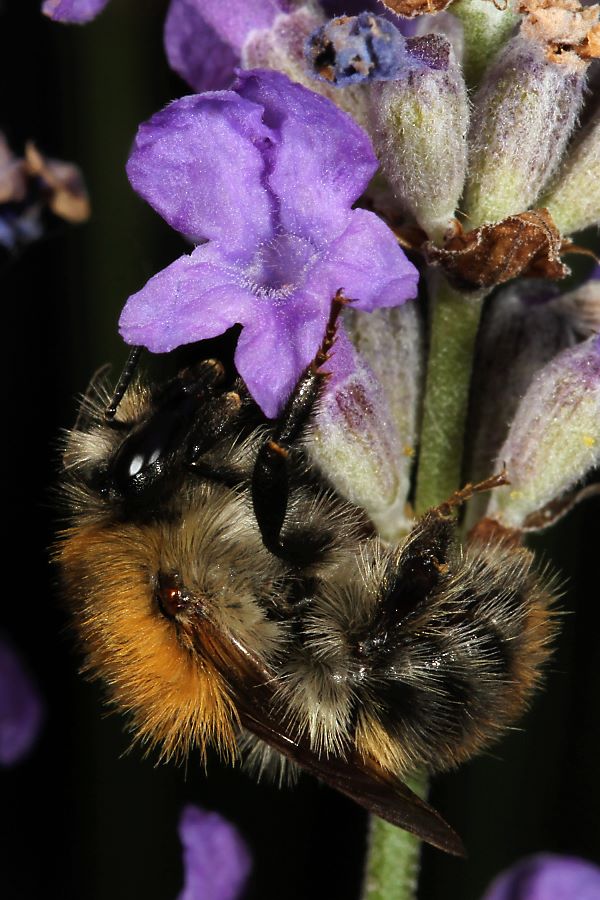 Ackerhummel (Bombus pascuorum), A