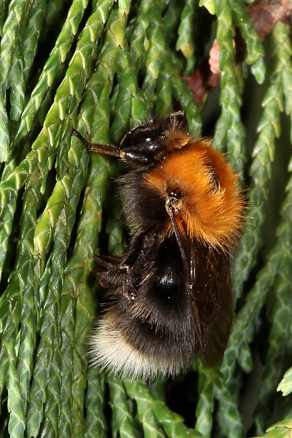 Baumhummel (Bombus hypnorum), W