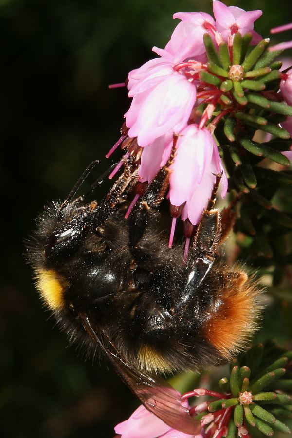 Wiesenhummel (Bombus pratensis), W