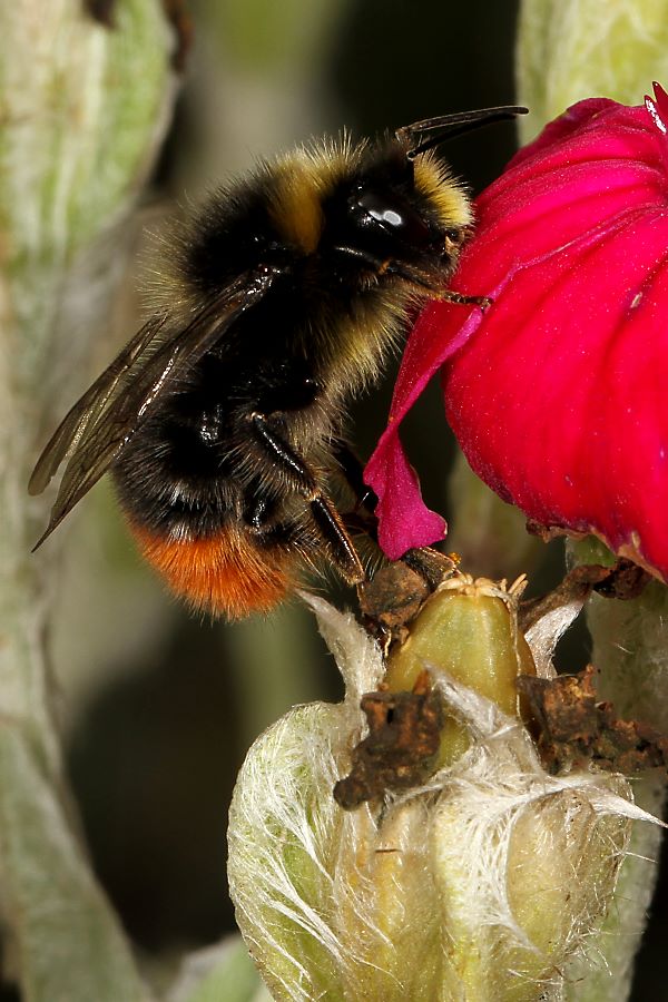 Hummel-Arten: Zusatzfenster