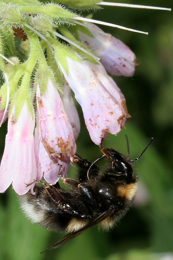 Gartenhummel (Bombus hortorum), W