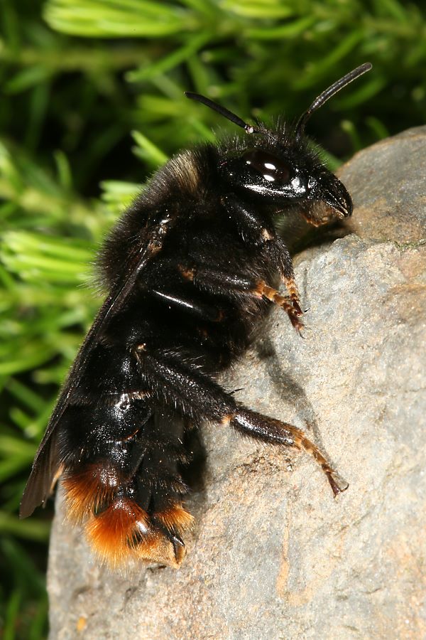 Felsen-Kuckuckshummel (Bombus rupestris), W