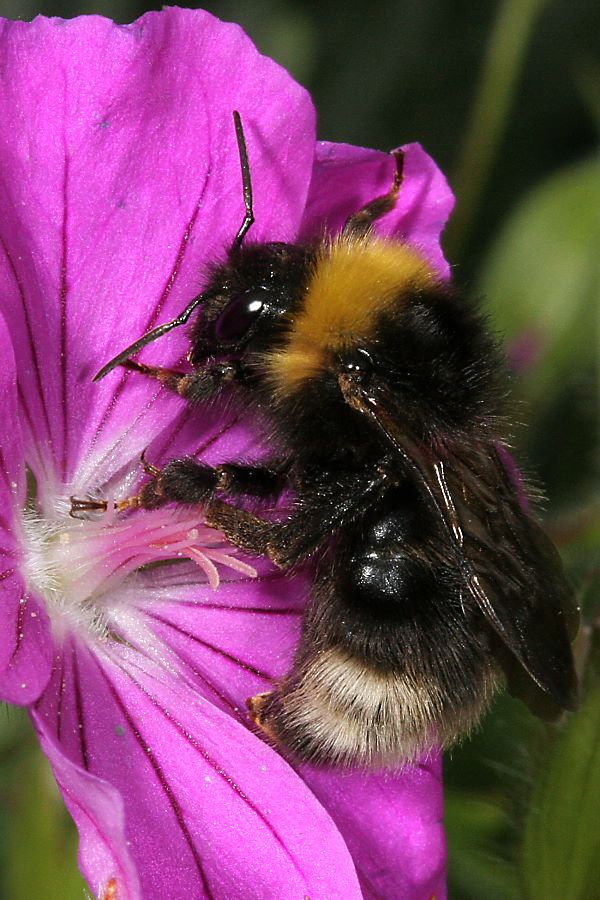 Wald-Kuckuckshummel (Bombus sylvestris), W