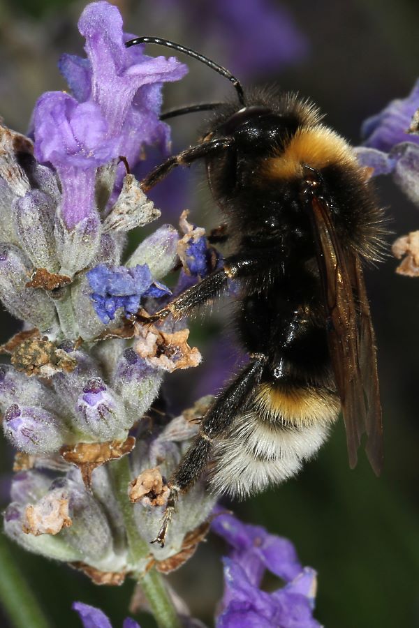 Keusche Kuckuckshummel (Bombus vestalis), W
