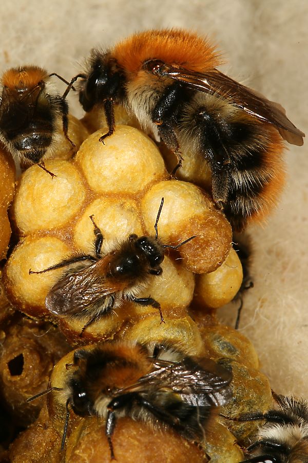 Ackerhummel: Bombus pascuorum, K&ouml;nigin im Nest