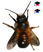 Wildbienen-Arten