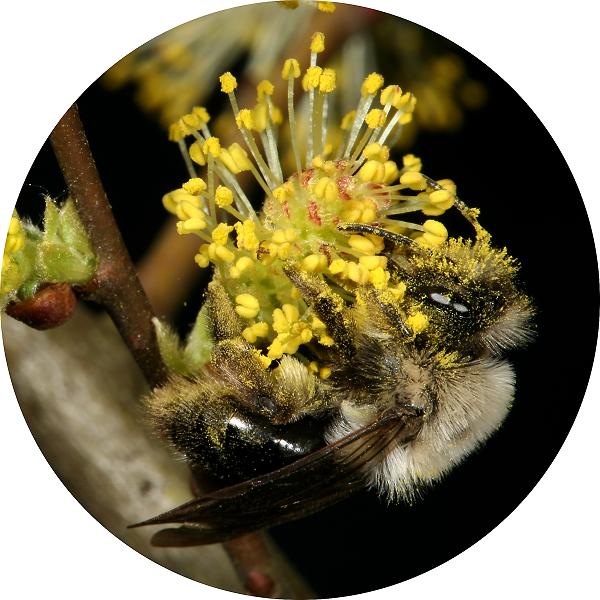 Wildbienen: Gattungen & Arten