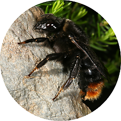 Zu den Hummeln (Foto: Kuckuckshummel Bombus rupestris, W)
