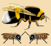 Wildbienen